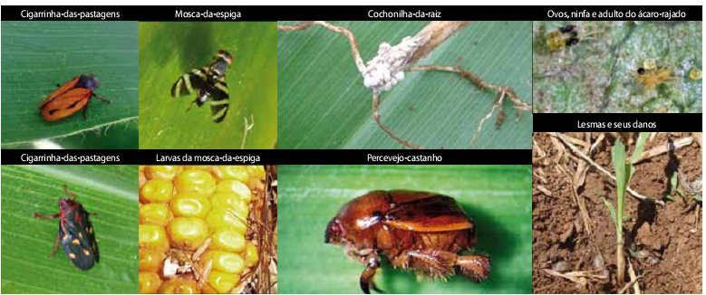 MIP e as principais pragas secundárias e ocasionais da cultura do milho