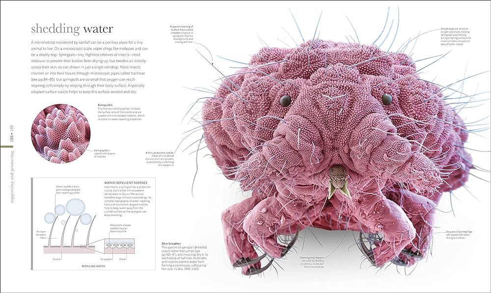 infographics image