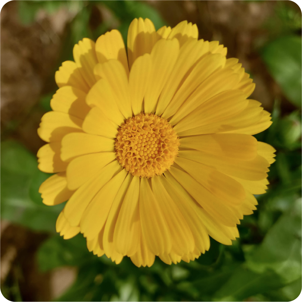 desert marigold