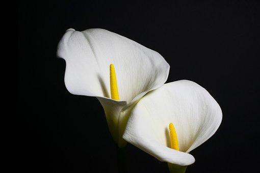 Image of two Cala Lilies