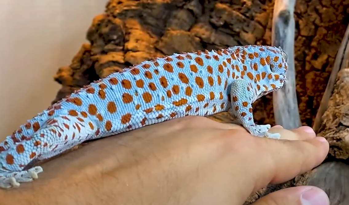 Tokay gecko on back of hand