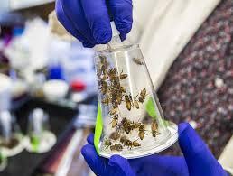 UT researchers take on honey bee decline - News - Austin American-Statesman  - Austin, TX