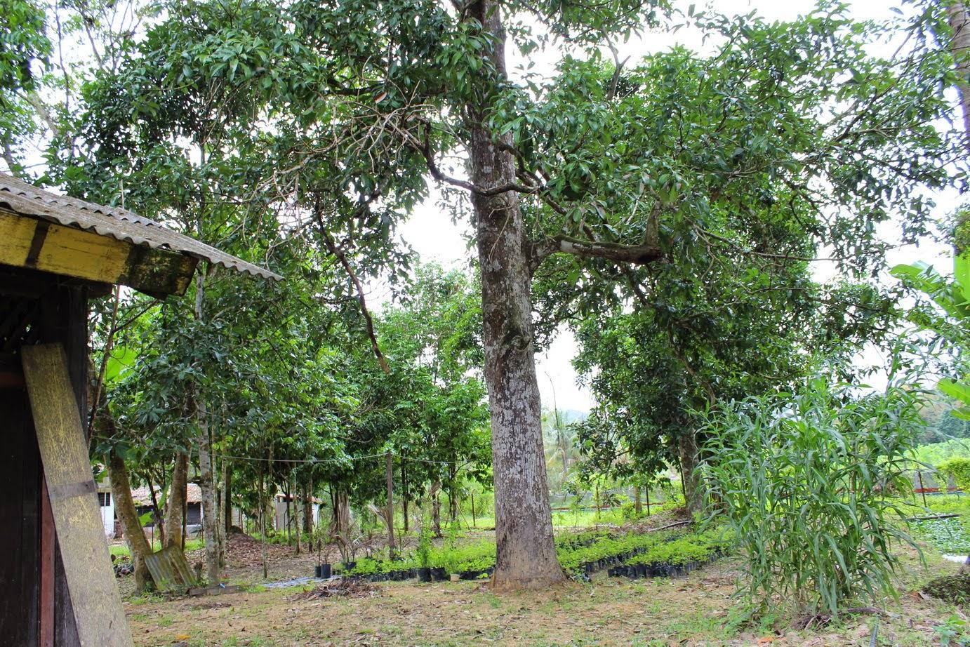 Image result for Pokok Bacang"