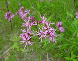 Ragged Robin