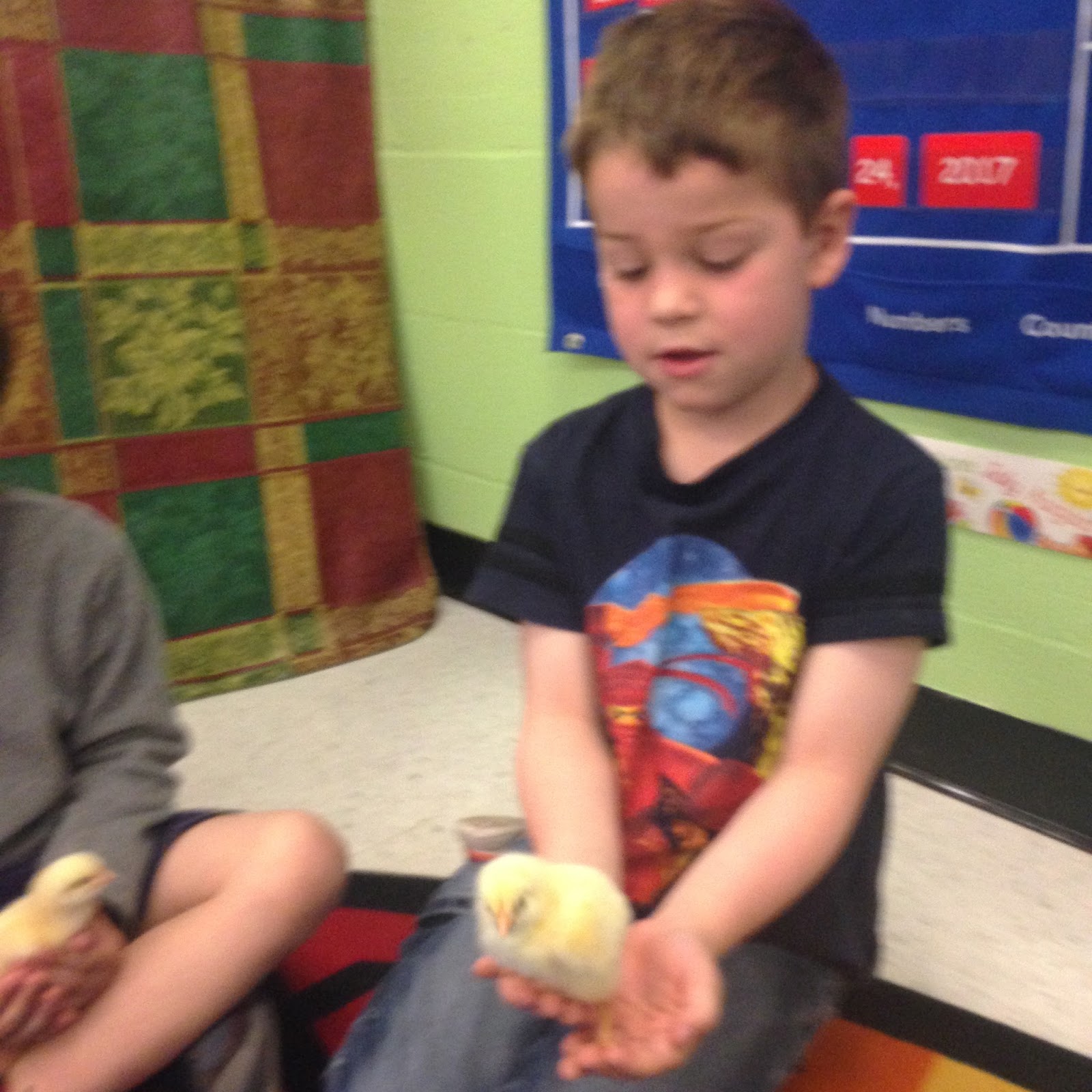 Chicks 8.jpeg