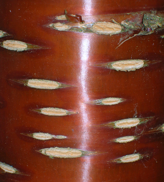 Figure 1.4.6. Lenticels on the bark of this cherry tree enable the woody stem to exchange gases with the surrounding atmosphere. (credit: Roger Griffith)