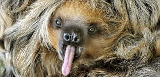 Image result for sloths