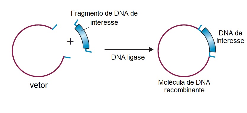 Figura ilustrando a produção de uma molécula de DNA recombinante