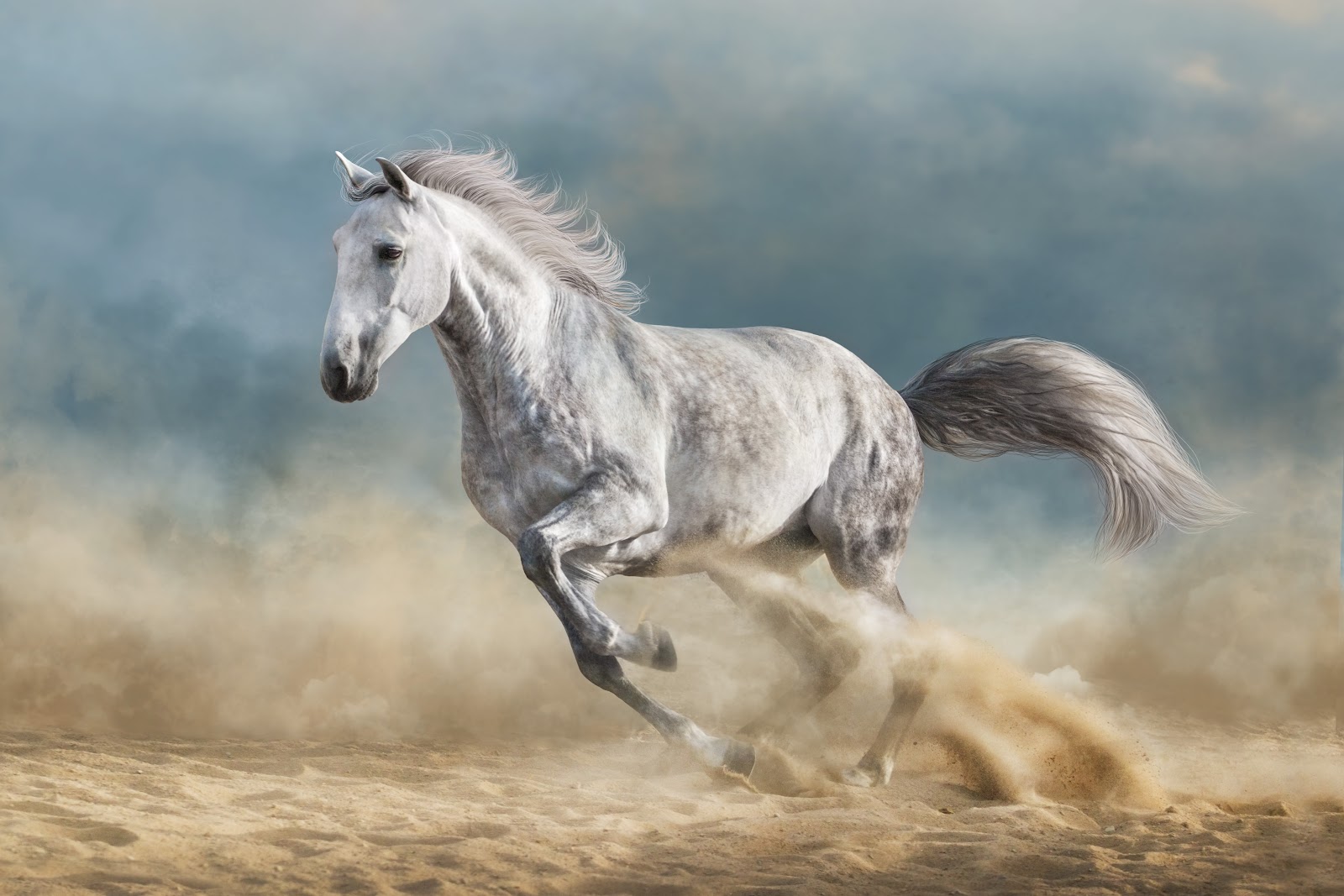 A grey horse running on sandy soil
