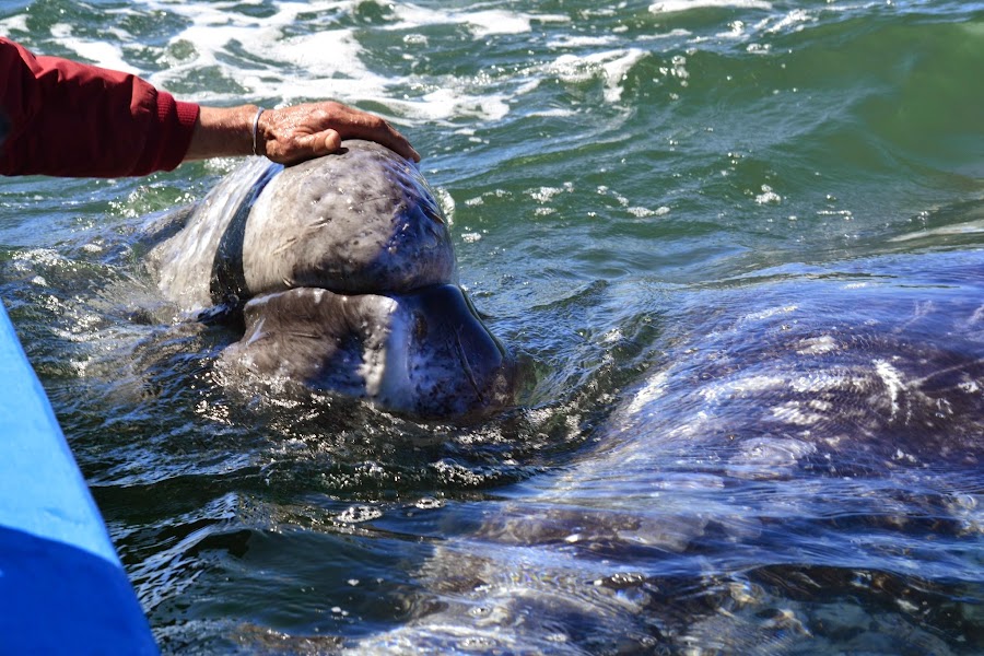 Мексика: через Медный каньон к серым китам и синему ягуару
