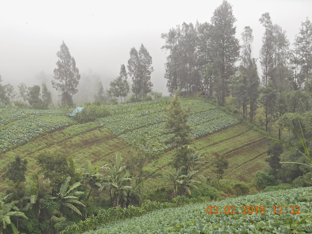 С Бали на Яву на прокатном авто, к вулканам  Иджен и Бромо.