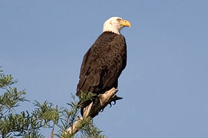 Best Place to Spy a Bald Eagle