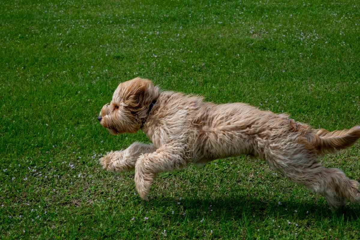 Can You Register A Goldendoodle? #Dogs #Goldendoodles #Akc #Pets #Puppies #Doodle