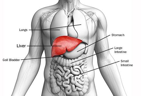 Image result for liver location"