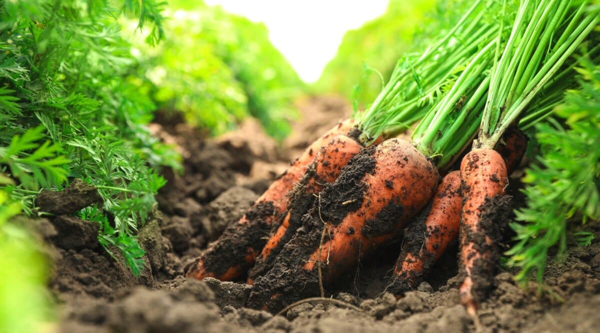 Carrots