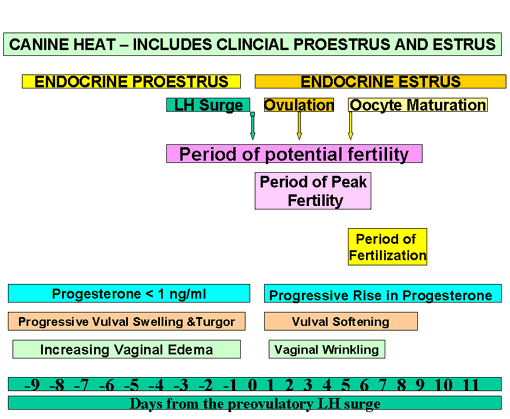 Schematic outline of the canine proestrus and estrus, showing the periods of fertility, peak fertility and fertilization for natural matings and their relationship to the times of the preovulatory LH surge, ovulation and oocyte maturation