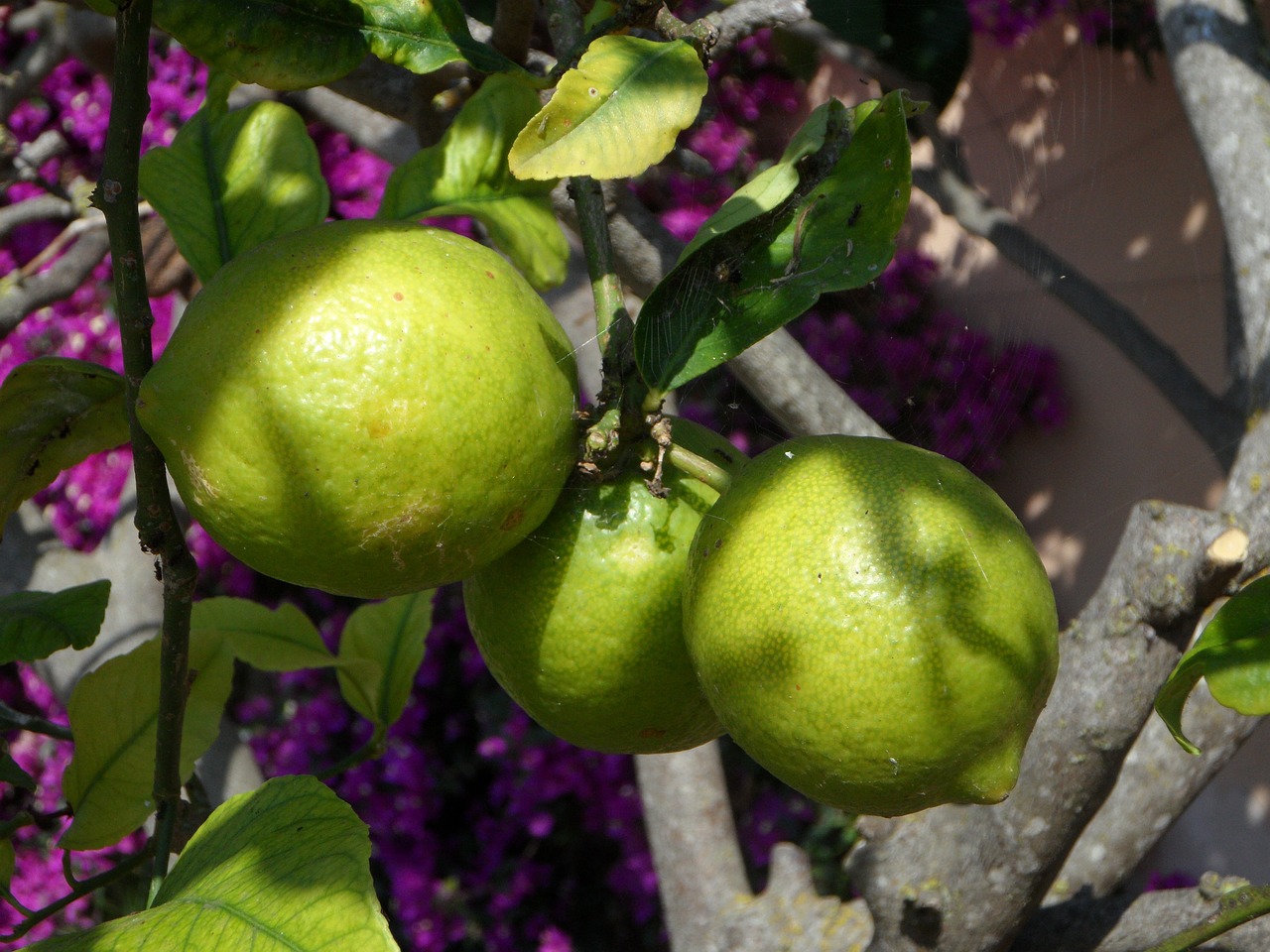 Aplica fitosanitarios en plantación de cítricos