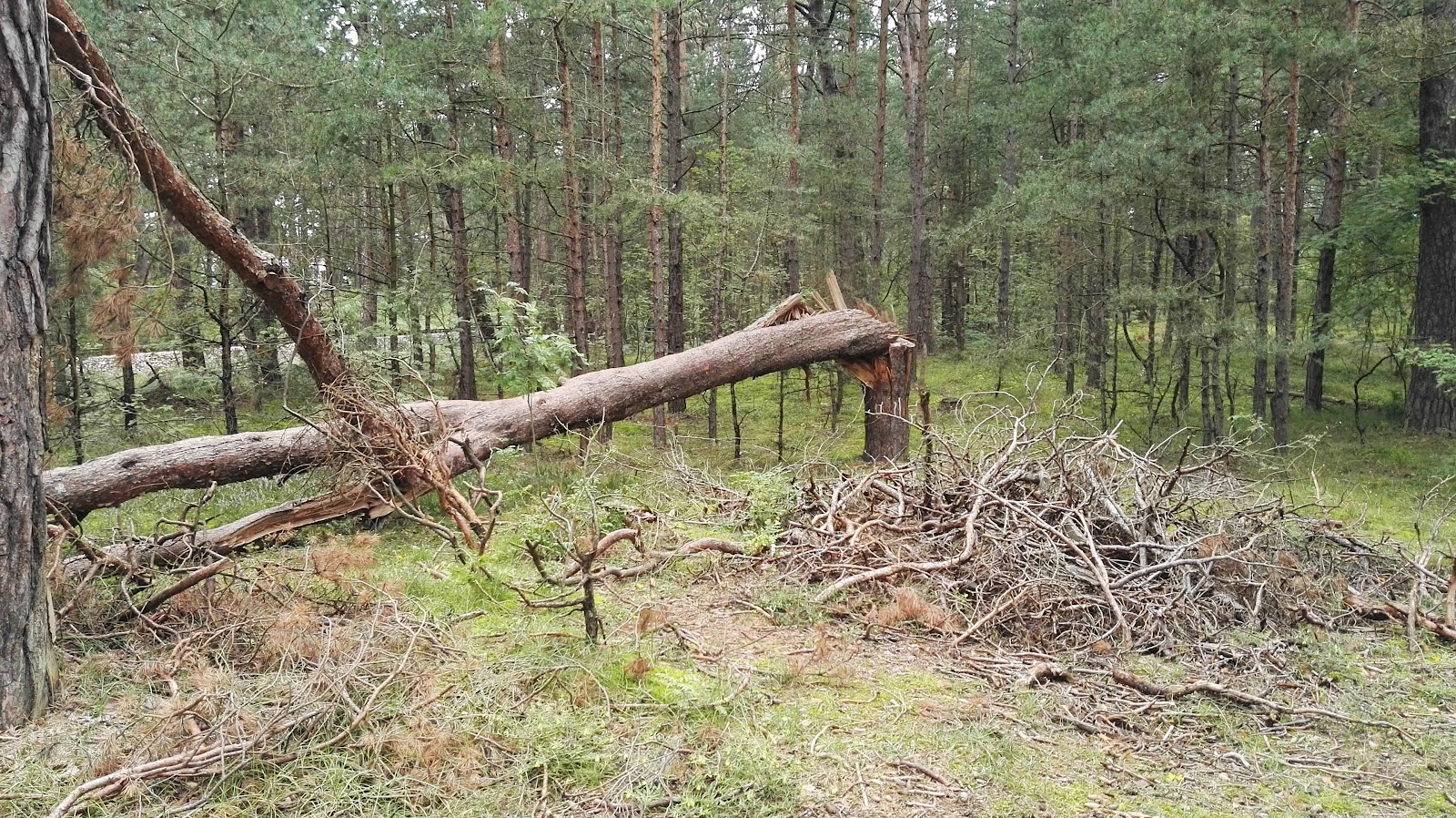 Okoliczności przyrody 2.jpg