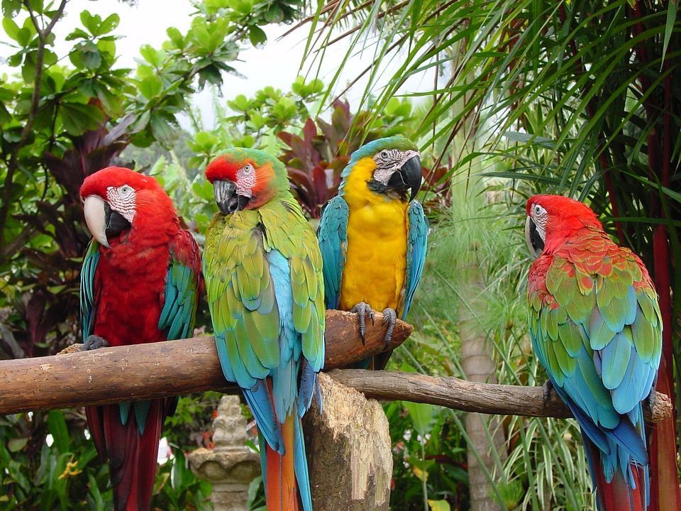 A company of parrots lazing in the sun.
