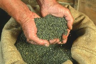 Nos produits IGP/AOP. La lentille verte du Puy : l'or vert des grandes  tables