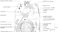 Ultrastructure Of Animal Cell Ppt / Cell Ultrastructure Pdf Cell Nucleus Cell Biology : The following points highlight the seven important components of bacterial cell.