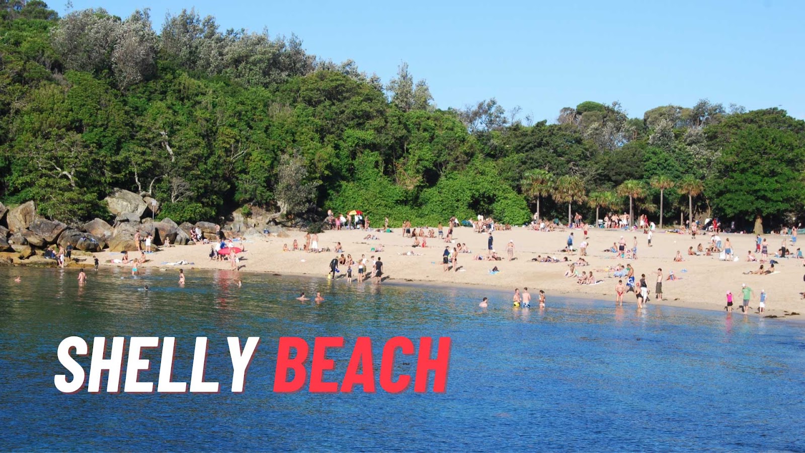 Shelly Beach is The Best Beach To Collect Shells In Sydney