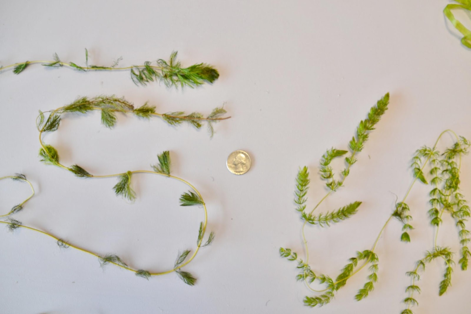 Eurasian watermilfoil