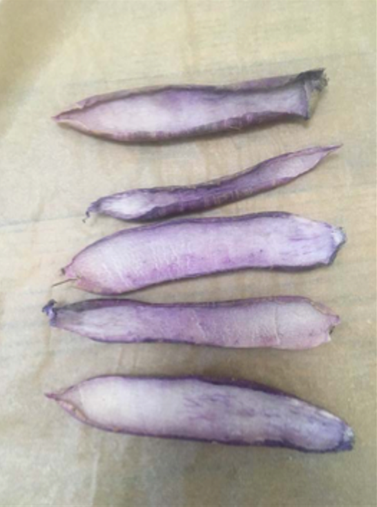 Five slices of purple daikon peel drying fleshy side up on a sheet of compostable unbleached parchment baking paper. Some of the slices of purple daikon peel are curling at the edges.
Description générée automatiquement