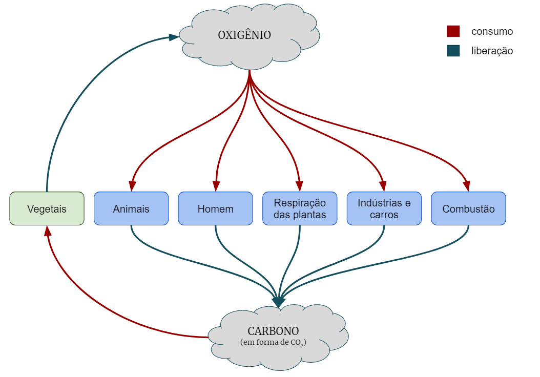 Ciclo biogeoquímico do oxigênio e carbono