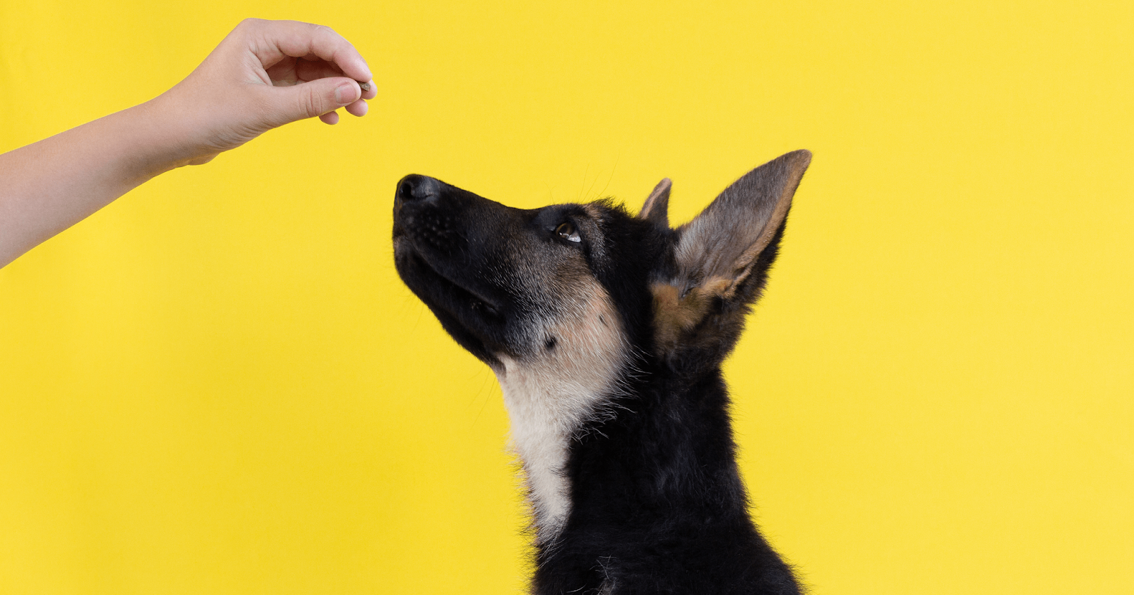 German Shepard puppy looking intently at hand holding out a treat