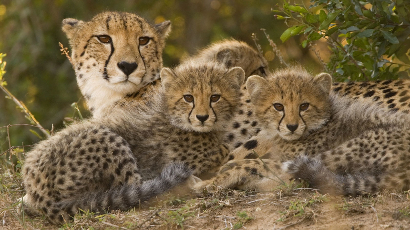 Cheetahas