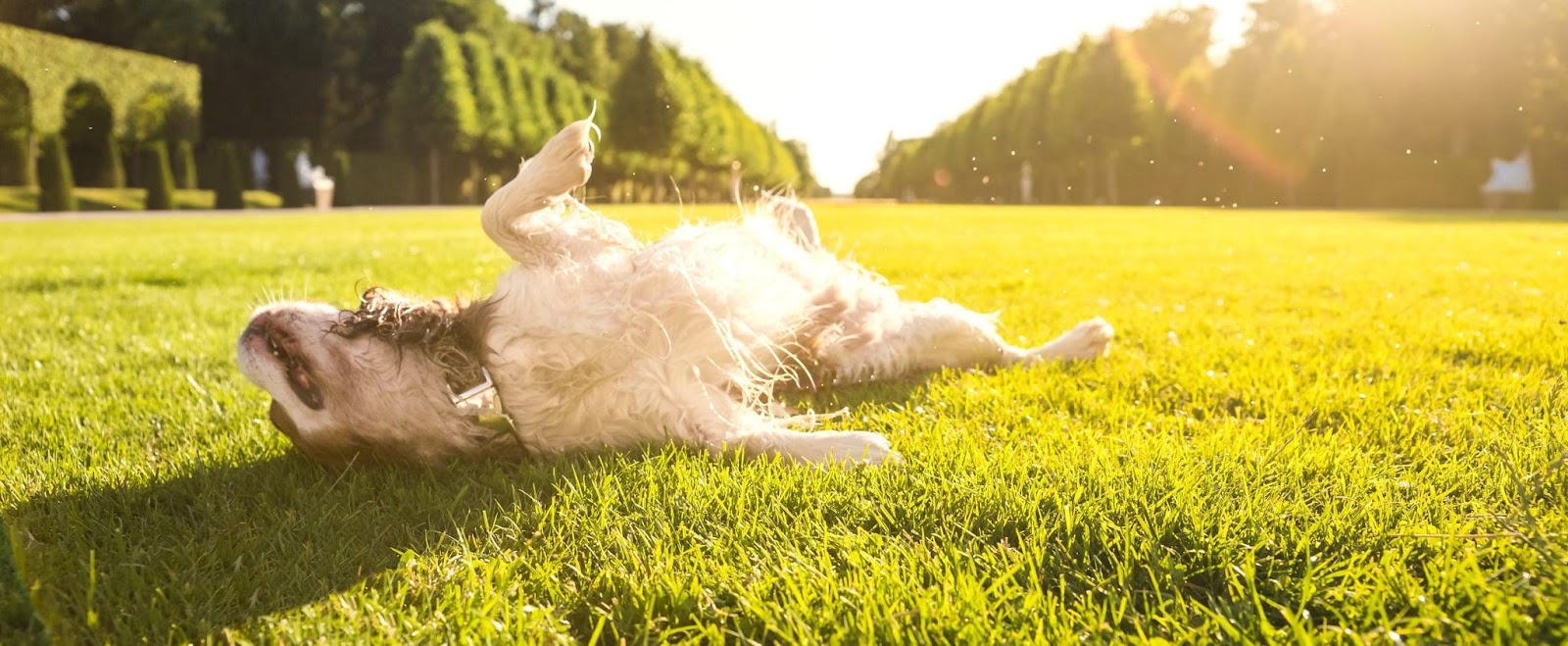 Why Does My Dog Lay in the Sun?