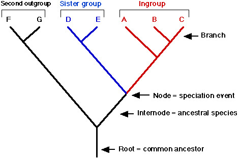 Image result for cladogram parts labeled