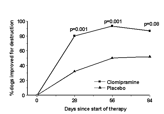 Response of dogs with separation anxiety for the sign destruction receiving behaviour therapy alone (placebo) or the combination of behaviour therapy and  clomipramine (Clomicalm® at a dose of 1 - 2 mg/kg PO q12h). P values illustrate statistical comparisons between groups (significance is p<0.05).
