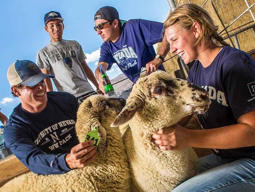 How to Become a Veterinarian | Nevada Admissions Blog