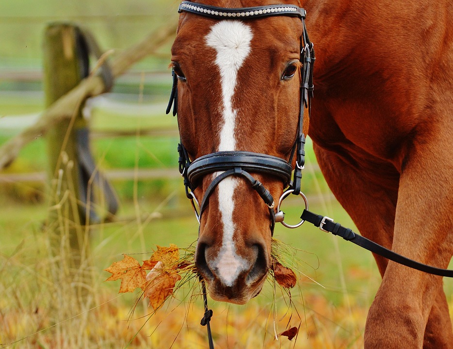 horse ride.jpg