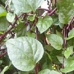 Chickenweed leaves