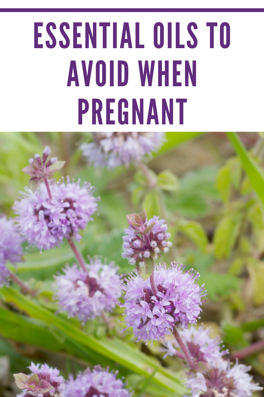 Essential oils to avoid when pregnant