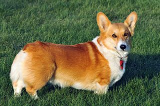 corgi