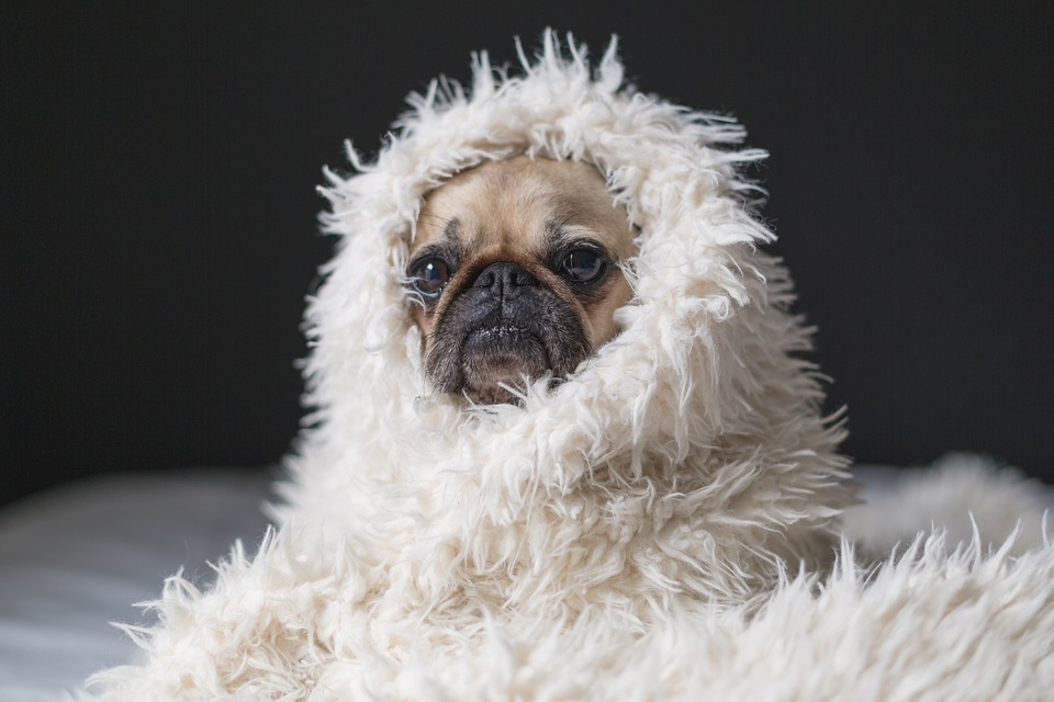 Best Shampoos for Pugs: pug in cloth