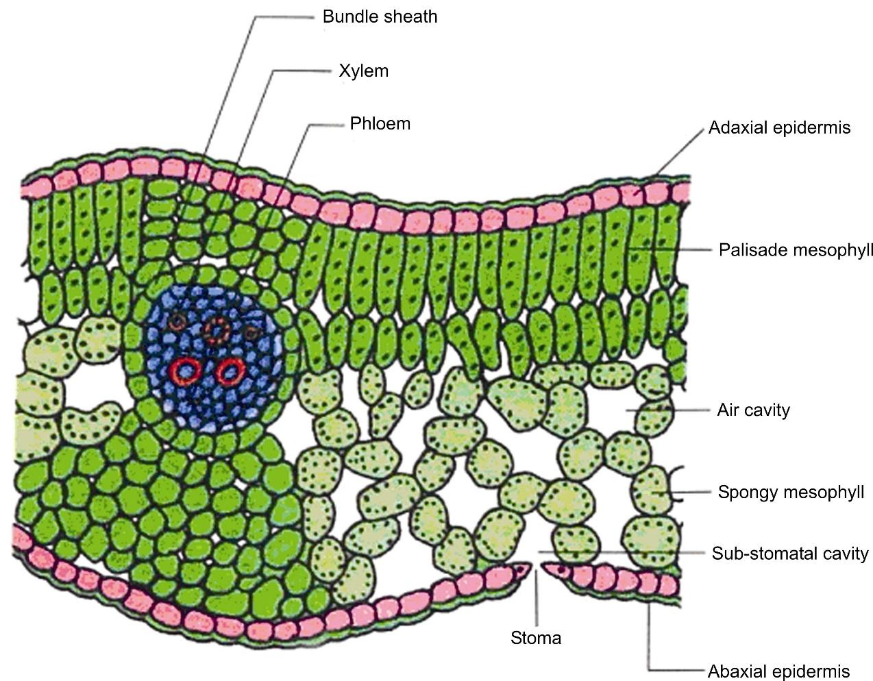 Photosynthesis Reactions of Photosynthesis Mechanism