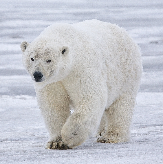 Polar bear - Wikipedia