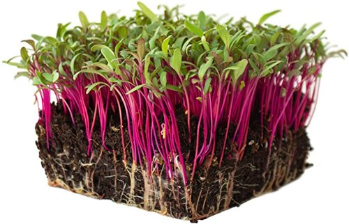 beetroot microgreens with coco coir and root system