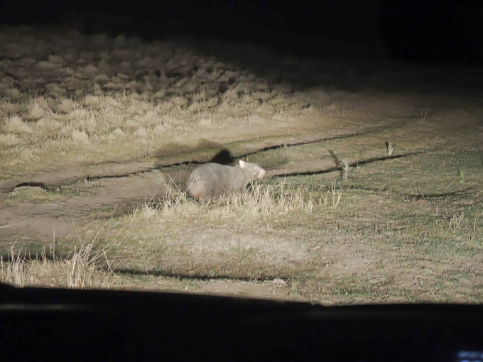 a wombat in a field at night