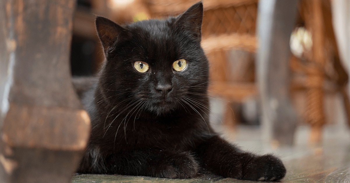 Bombay cat laying on the groubng