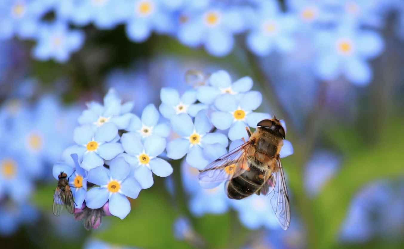 5 Easy Ways to Encourage Garden Wildlife this Summer 1