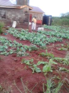 The wonderful first fruits of first gardening project on the land.