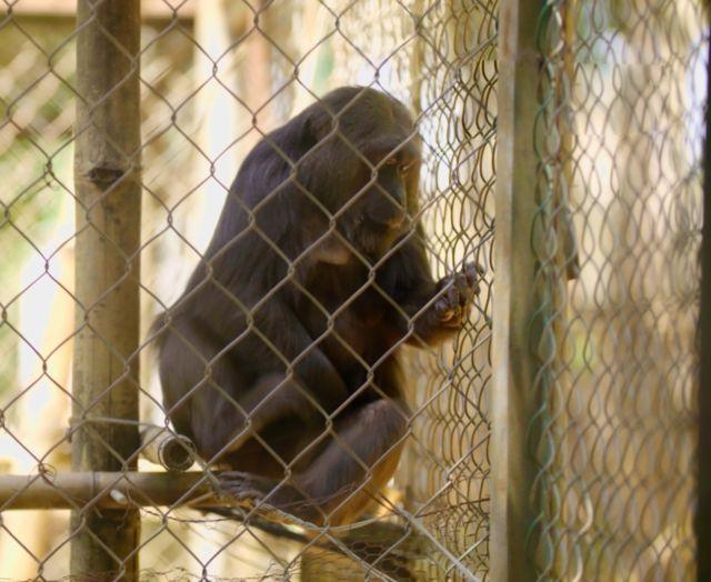 Chú khỉ ở Bù Gia Mập