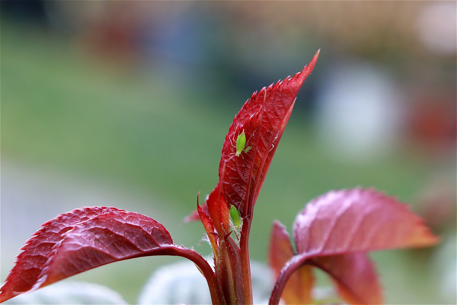 Aphids on plant