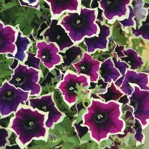 Image result for petunia cascadia rim magenta